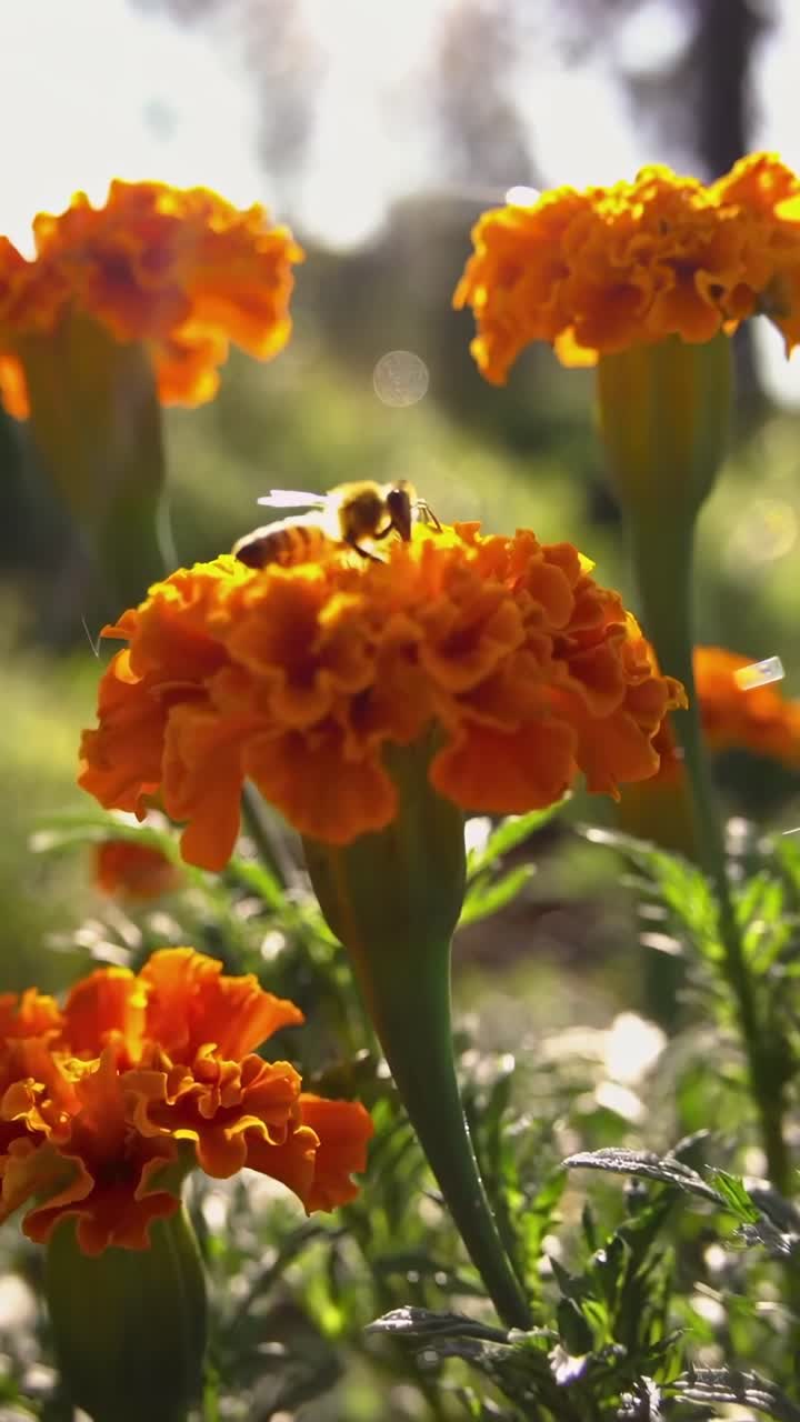 Video ravvicinato di calendule vivaci alla luce del sole, ripreso da un'angolazione bassa per un effetto drammatico.