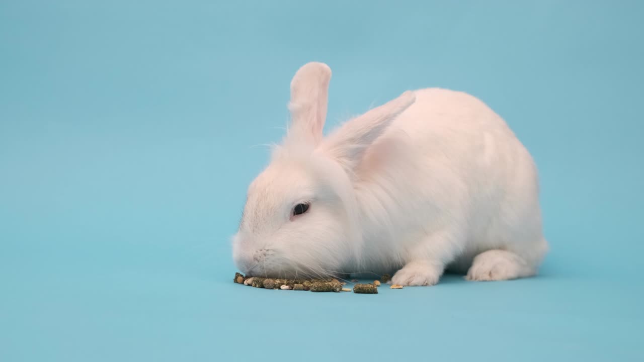 토끼는 즐거움으로 음식을 먹습니다. 파란색에  부활절 토끼
