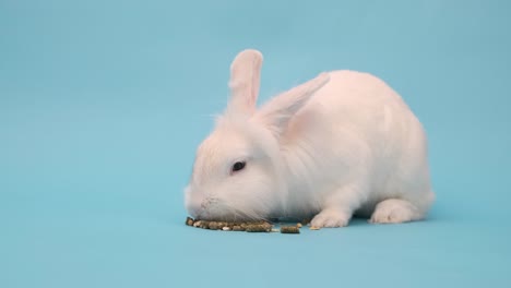 el conejo blanco come comida con placer. conejo de pascua blanco en un azul