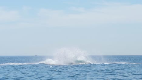 massive humpback whale thrills with acrobatic jump and huge splash megaptera novaeangliae