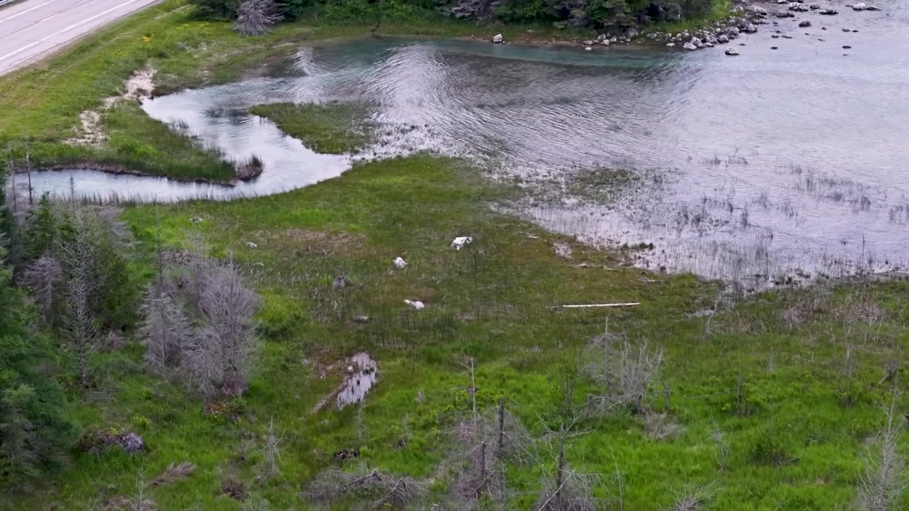 Dron prolétá nad mozaikou zaplavené mokřadní vegetace a zvětralých sazenic podél odlehlé michiganské silnice.
