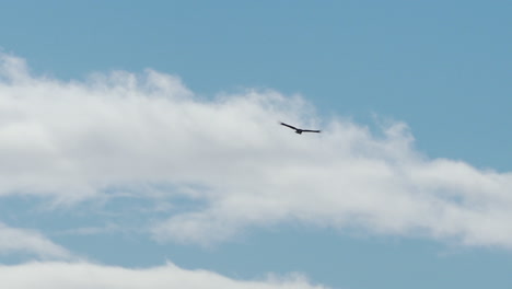 Un-Pájaro-Deslizándose-Bajo-Las-Nubes-De-Un-Cielo-Azul-Claro