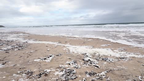 Toxic algal bloom at Christies Beach, South Australia. Foamy ocean waves crash onto the sandy shoreline, showcasing the effects of this natural phenomenon on marine life and the coastal environment