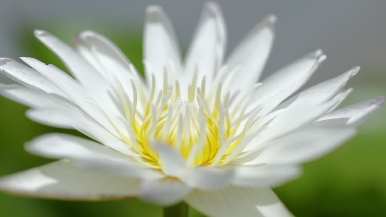 Close-up footage of a beautiful lotus flower blooming gracefully in a calm pond. The video highlights the delicate petals, vibrant colors, and natural reflections on the water