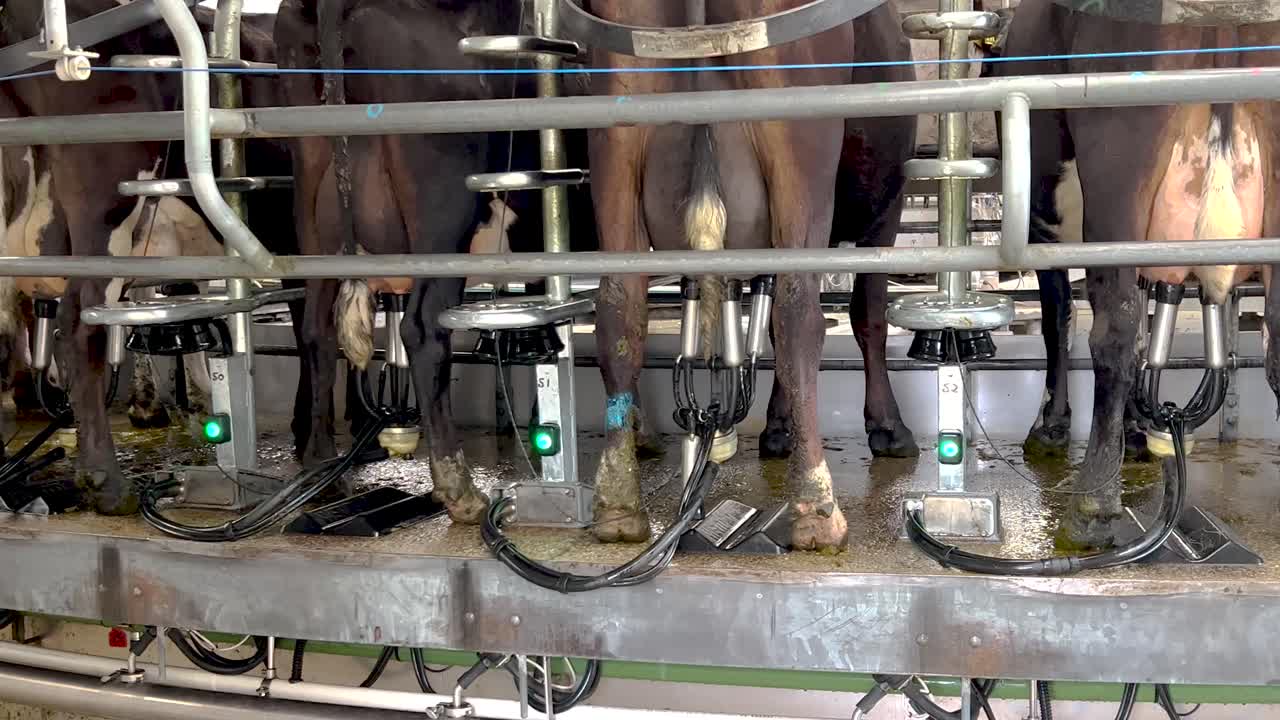 Milking cows on rotary spinning machine. Automation diary industry, New Zealand farming