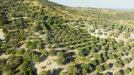 olive trees in the calabrian hills ready for harvest in autumn fo olive oil