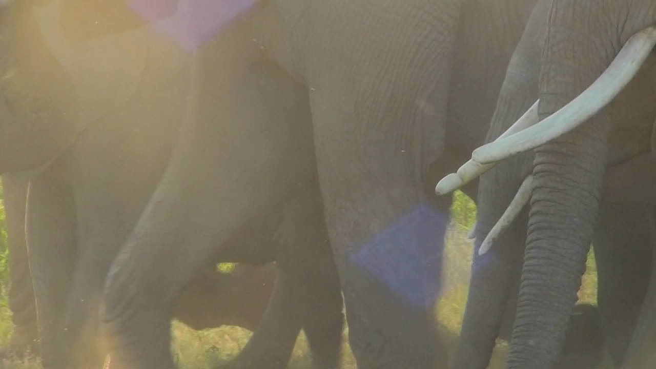 먼지 구름 속을 걷는 코끼리 발굽과 발