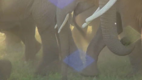 pezuñas y pies de elefante caminando en una nube de polvo