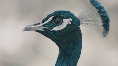 Pavo-Real-Azul-Macho-Aislado-En-Un-Fondo-Poco-Profundo