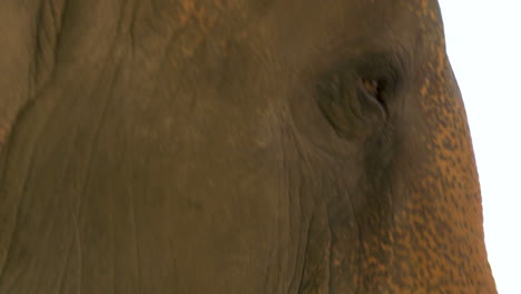 primer plano de la cara y la boca de un elefante mientras mastica comida