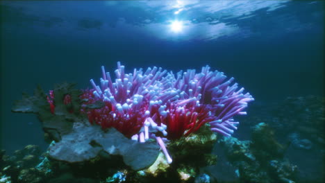 el vibrante arrecife de coral submarino