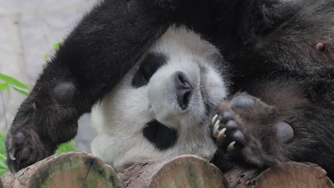 el panda gigante está durmiendo (ailuropoda melanoleuca) también conocido como el oso panda o simplemente el panda, es un oso nativo del centro sur de china.