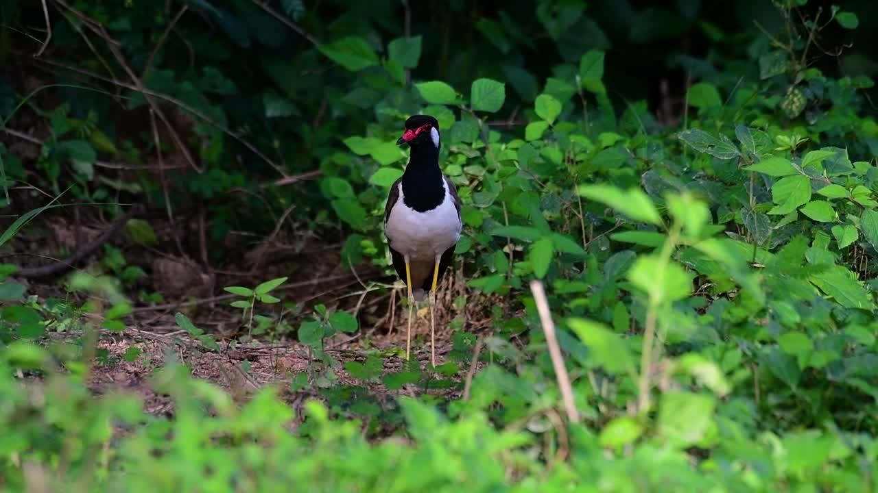 el avefría de barbas rojas es una de las aves más comunes de tailandia