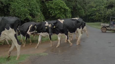 Herd-Of-Cows-Walking-Down-The-Road-In-North-Queensland,-Australia---slow-motion