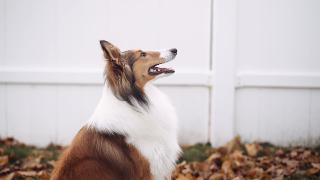 Beautiful Shetland Sheepdog looks at his owner as he sits down