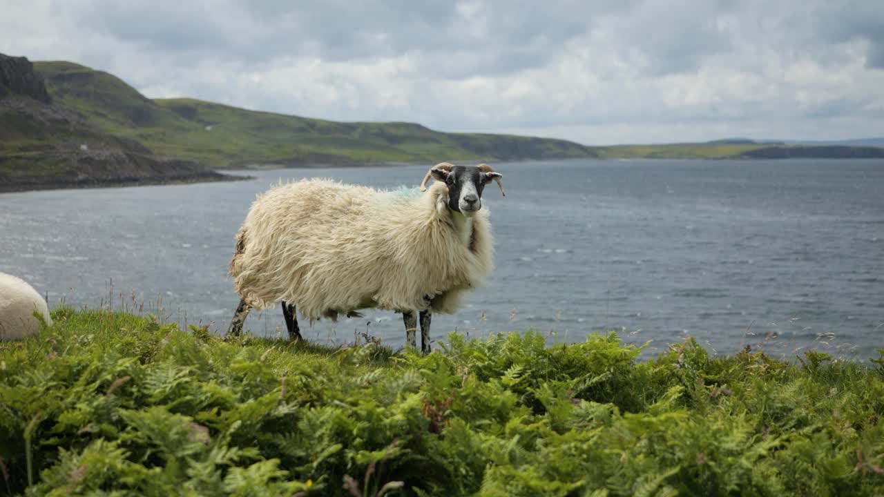 овца стоит на холме с видом на спокойное шотландское озеро в облачный день