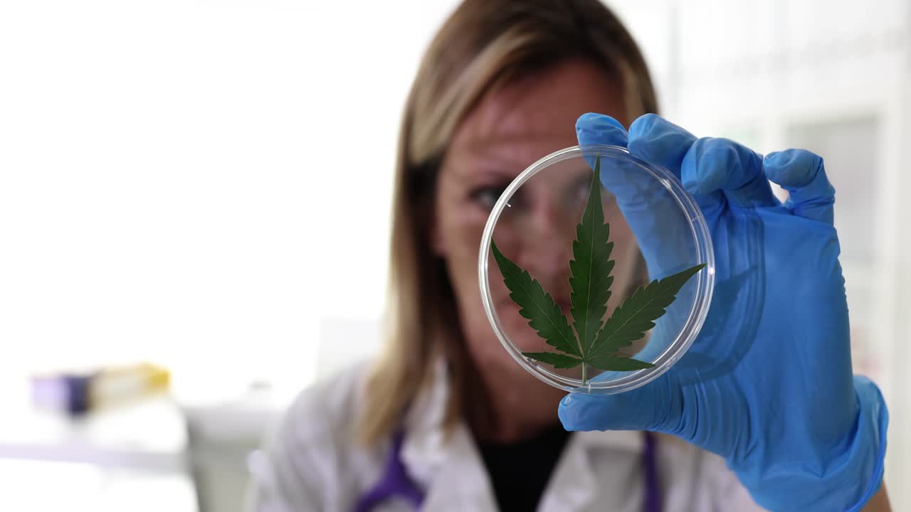 Scientist Examining Cannabis Leaf for Medical Research