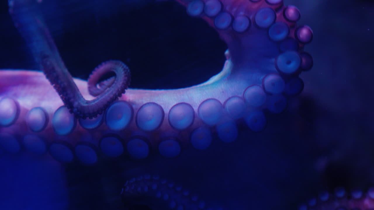 Close-up of Octopus tentacles stuck to the glass of an aquarium tank