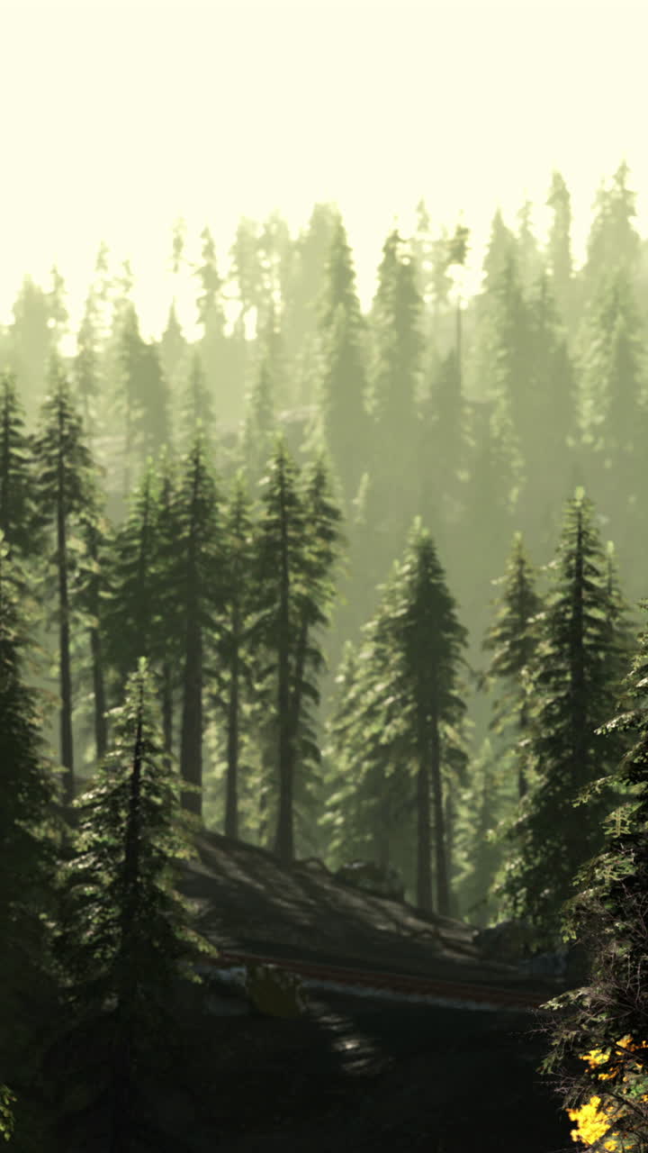 키가 큰 소나무 가 있는 안개 숲