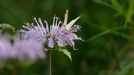 Butterfly-and-Bee-pollinating-a-beautiful-purple-flower-with-green-background