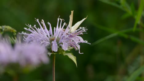 Butterfly and Bee pollinating a beautiful purple flower with green background