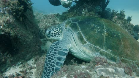un buzo recopila datos de una tortuga marina para un programa de investigación marina mientras bucea