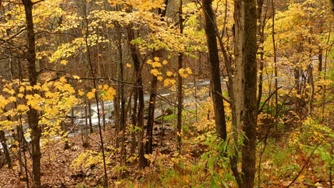 yellow foliage of forest trees in fall season, stream flowing through