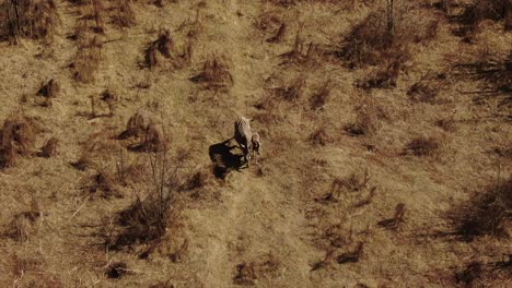 Drohnen-Luftaufnahmen-Von-Zebra-Mutter-Und-Baby-In-Freier-Wildbahn
