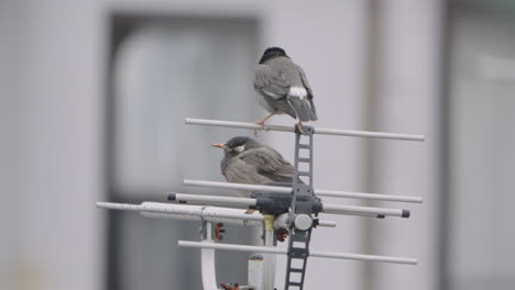 two dusky thrusher birds rested on top of a yagi–uda antenna in tokyo japan