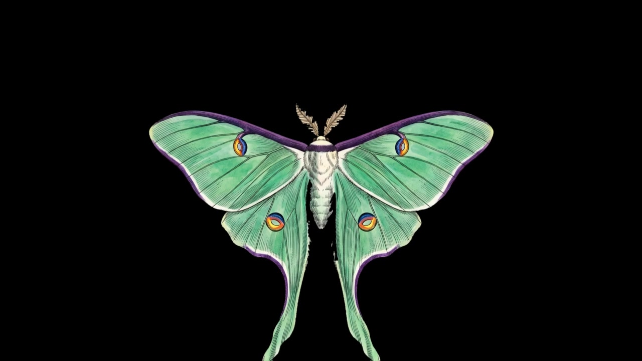 Luna Moth Opening and Closing Wings Against Black Background