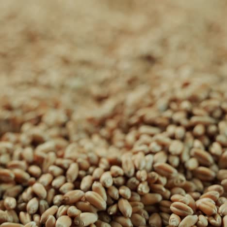 Surface-of-wheat-grains