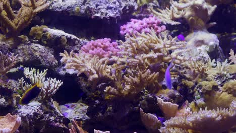 coral reef in aquarium