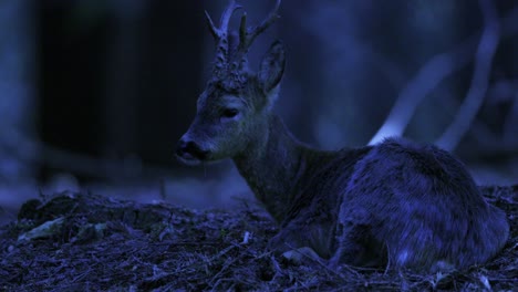 resting roe deer buck in forest, captured at dusk with a calm and quiet atmosphere