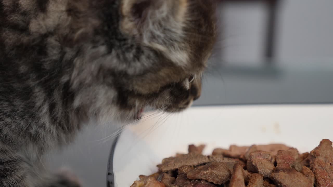 hungernde maincoon-kätzchen-katzenkätzchen, die schluckende tabby essen