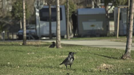 crow looking for food, resting, slowmo 4k uhd