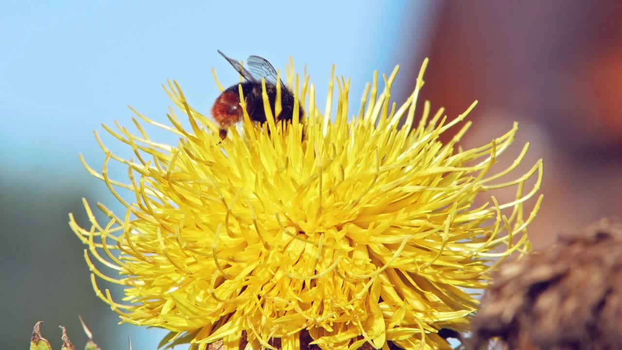 el abejorro aterriza en una flor amarilla de diente de león, la poliniza y se va volando