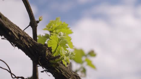 A-grapevine-branch-gracefully-extends,-showcasing-several-budding-green-leaves-against-the-backdrop-of-the-sky