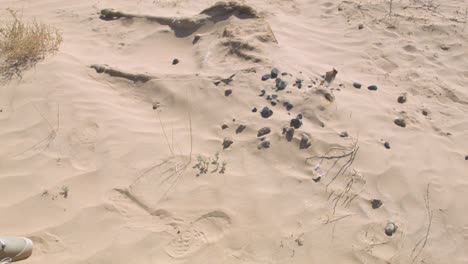 Dead-antelope-in-Sahara-desert-covered-by-sand