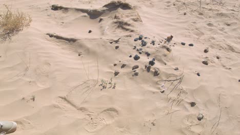 antílope muerto en el desierto del sáhara cubierto de arena