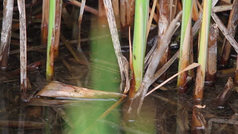 la rana verde manchada se arrastra lentamente entre los tallos de caña del estanque