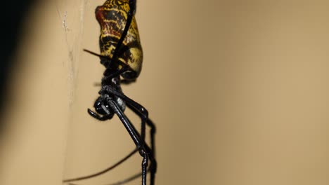 Macro-shot-of-yellow-spider-with-black-arms-hanging-in-silk-net-in-nature---spider-in-focus-with-blur-background