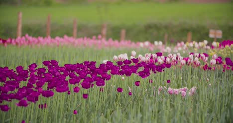 Schöne-Rote-Tulpen-Blühen-Auf-Dem-Feld-35