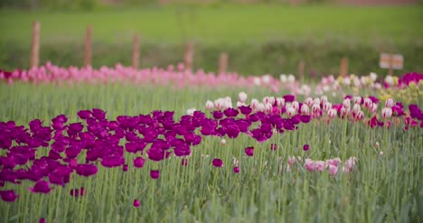 hermosos tulipanes rojos que florecen en el campo 35