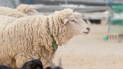 a marino wool sheep in a paddock with goats at a farm - isolated close up