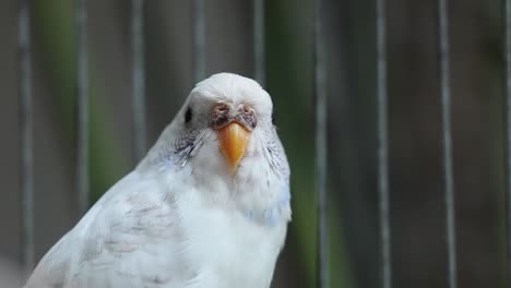 Female-Budgie-in-a-cage-looking-sideways