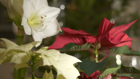 red and white christmas star plants with decorated tree in background