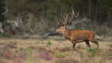 Telephoto-tracking-follows-red-deer-galloping-in-Veluwe-grassland,-chases-does