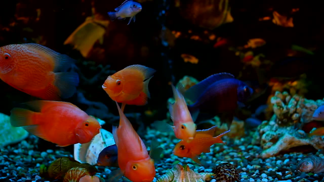 peces exóticos en un acuario