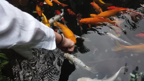 white hand touches colorful koi fishes in tropical asian pond, golden orange yellow black white and red fishes