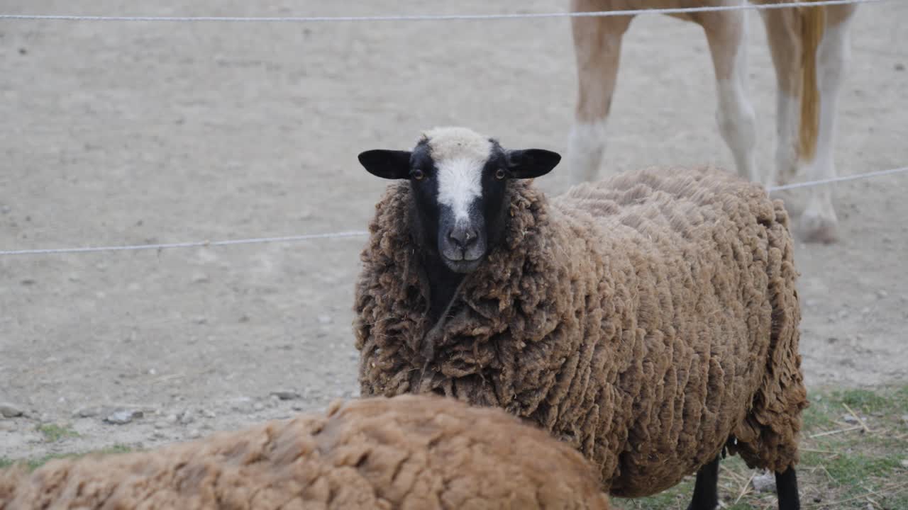 Sheep with curly brown fleece, black face, and white patch stands on dirt ground